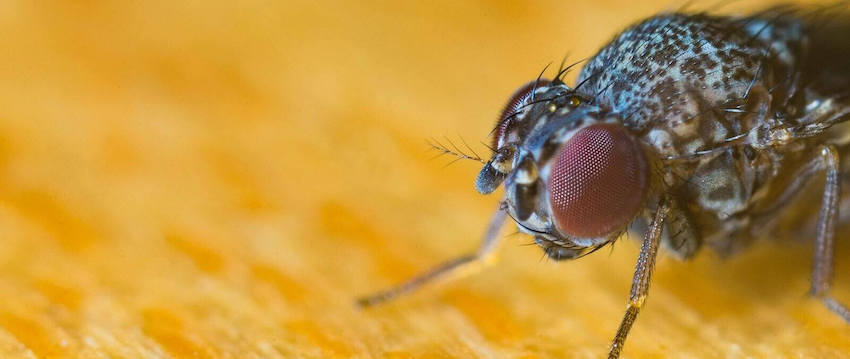¿Pueden las moscas sobrevivir al horno microondas?